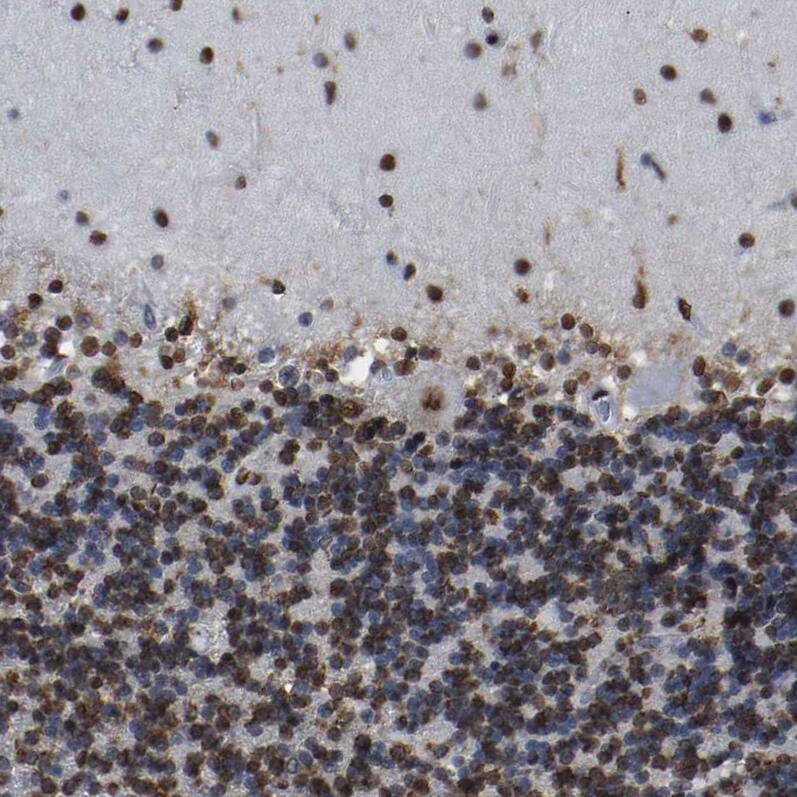 p130 Antibody - BSA Free Immunohistochemistry-Paraffin: p130 Antibody [NBP1-82455]