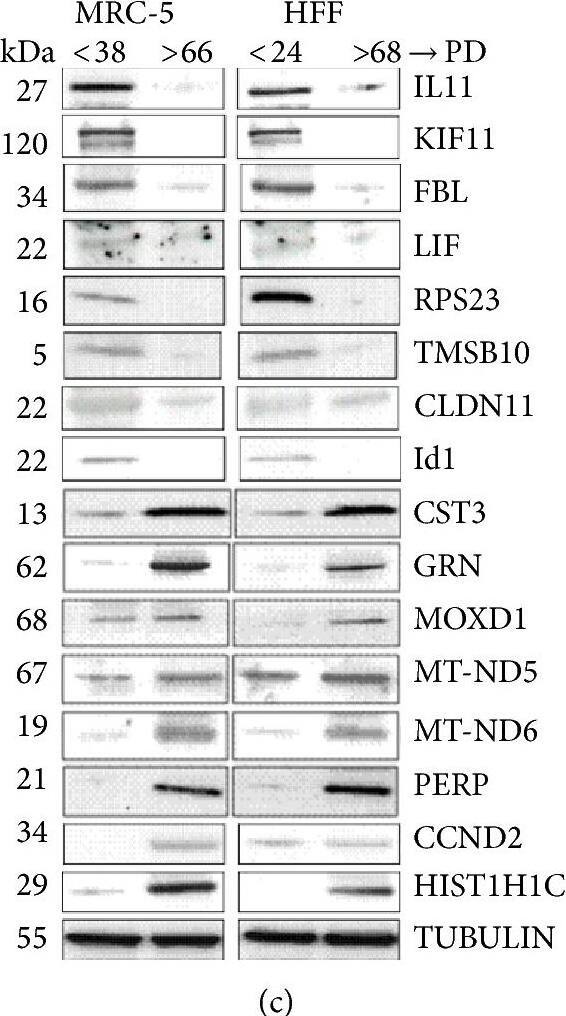 Claudin-11 Antibody