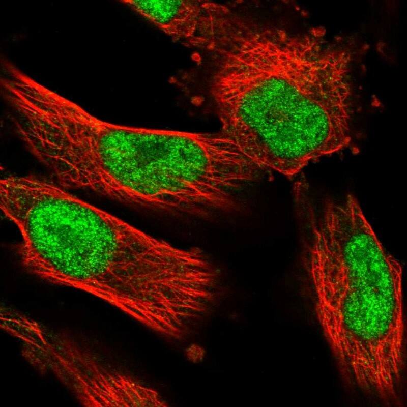 NUFIP1 Antibody - BSA Free Immunocytochemistry/ Immunofluorescence: NUFIP1 Antibody [NBP1-82515]