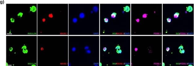 NKX6.1 Antibody - BSA Free