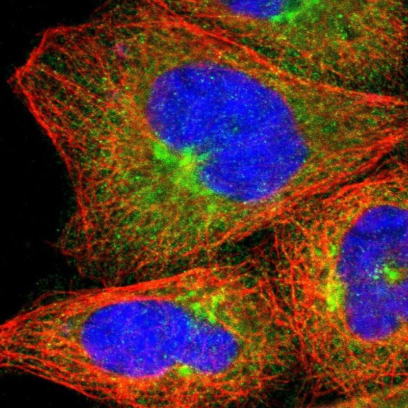 Njmu-R1 Antibody - BSA Free Immunocytochemistry/ Immunofluorescence: Njmu-R1 Antibody [NBP1-82563]