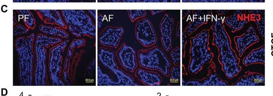 NHE3/SLC9A3 Antibody - BSA Free