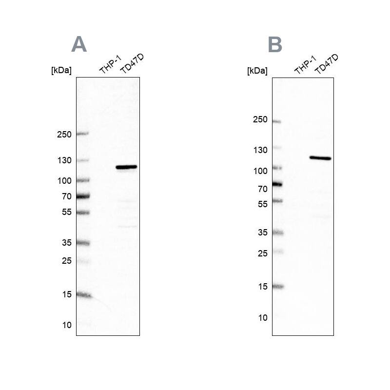 RABEP1 Antibody Western Blot: RABEP1 Antibody Antibody [NBP1-82588]
