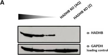 HADHB Antibody