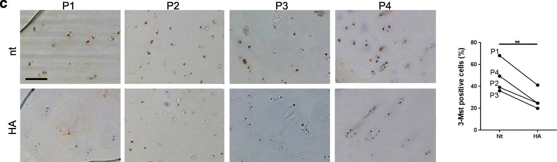 MPST Antibody - BSA Free