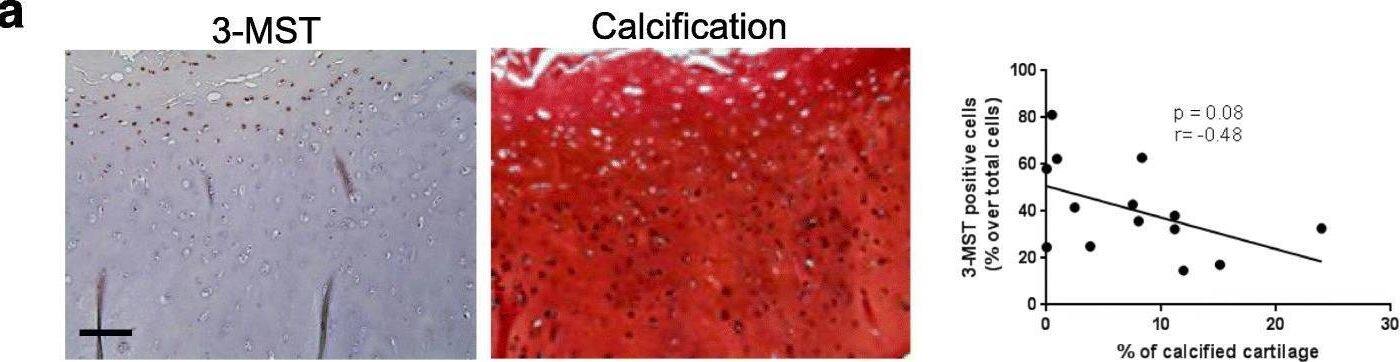 MPST Antibody - BSA Free
