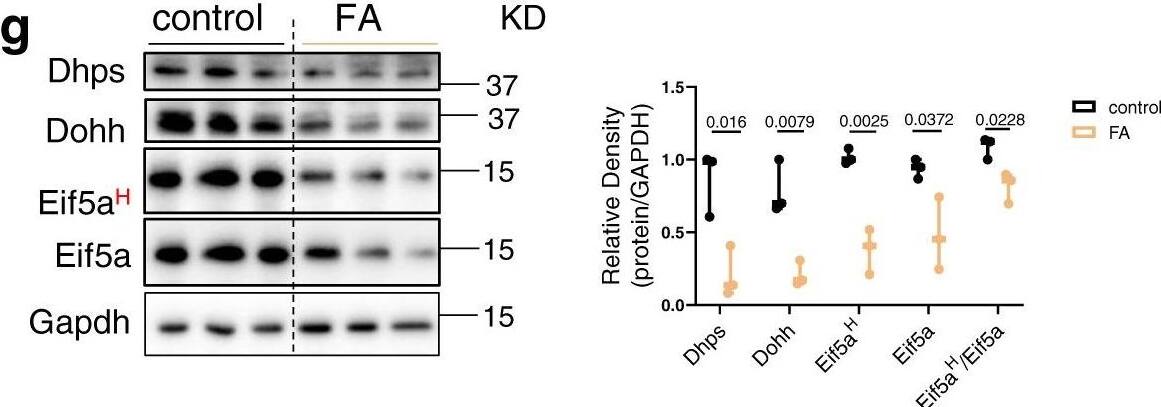 DHPS Antibody - BSA Free