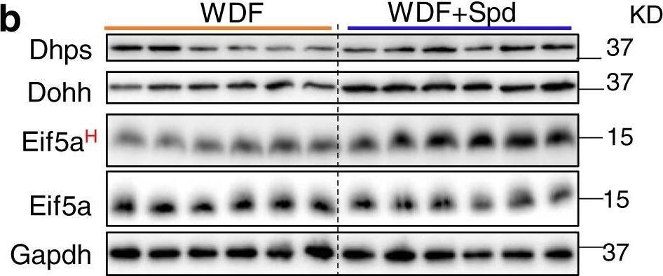 DHPS Antibody - BSA Free
