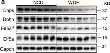 DHPS Antibody - BSA Free