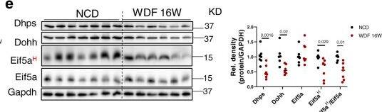 DHPS Antibody - BSA Free