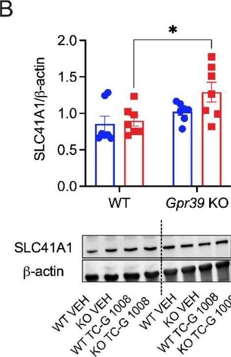 SLC41A1 Antibody - BSA Free