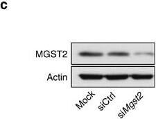 MGST2 Antibody - BSA Free