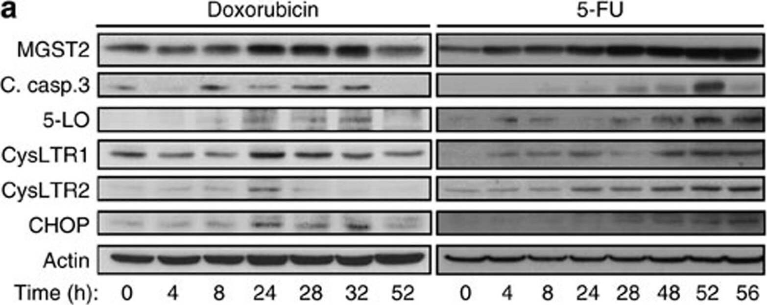 MGST2 Antibody - BSA Free