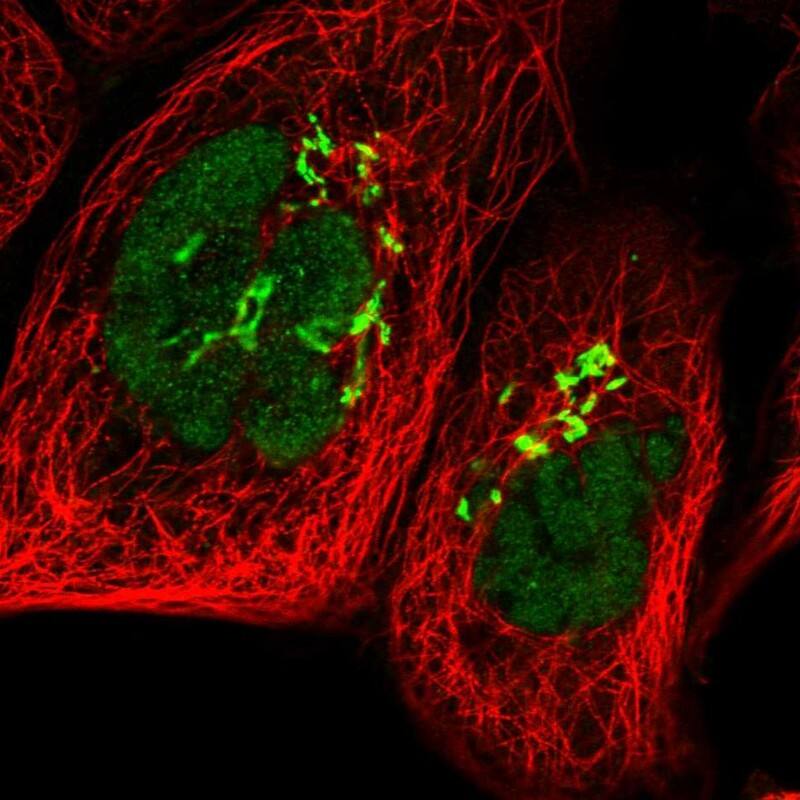 POLR1D Antibody - BSA Free Immunocytochemistry/ Immunofluorescence: POLR1D Antibody [NBP1-82655]
