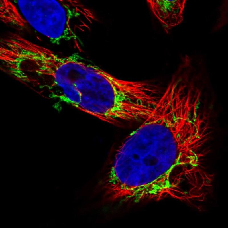 OCIAD2 Antibody - BSA Free Immunocytochemistry/ Immunofluorescence: OCIAD2 Antibody [NBP1-82682]