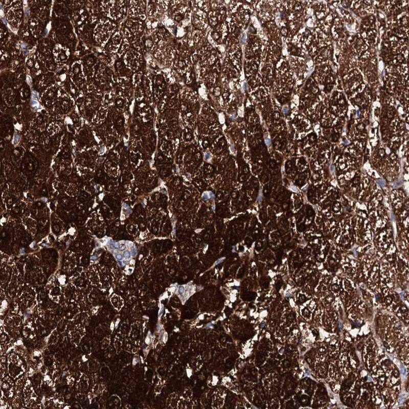AMDHD1 Antibody - BSA Free Immunohistochemistry-Paraffin: AMDHD1 Antibody [NBP1-82701]