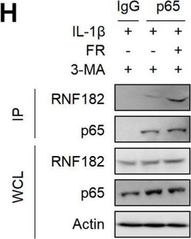 RNF182 Antibody - BSA Free