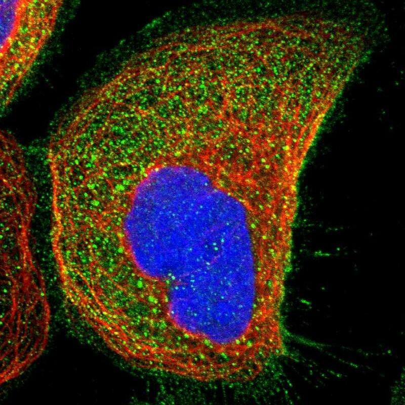 WDR53 Antibody - BSA Free Immunocytochemistry/ Immunofluorescence: WDR53 Antibody [NBP1-82758]