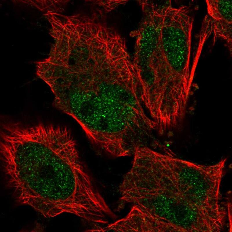 KIF9 Antibody - BSA Free Immunocytochemistry/ Immunofluorescence: KIF9 Antibody [NBP1-82773]