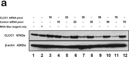 CLCC1 Antibody