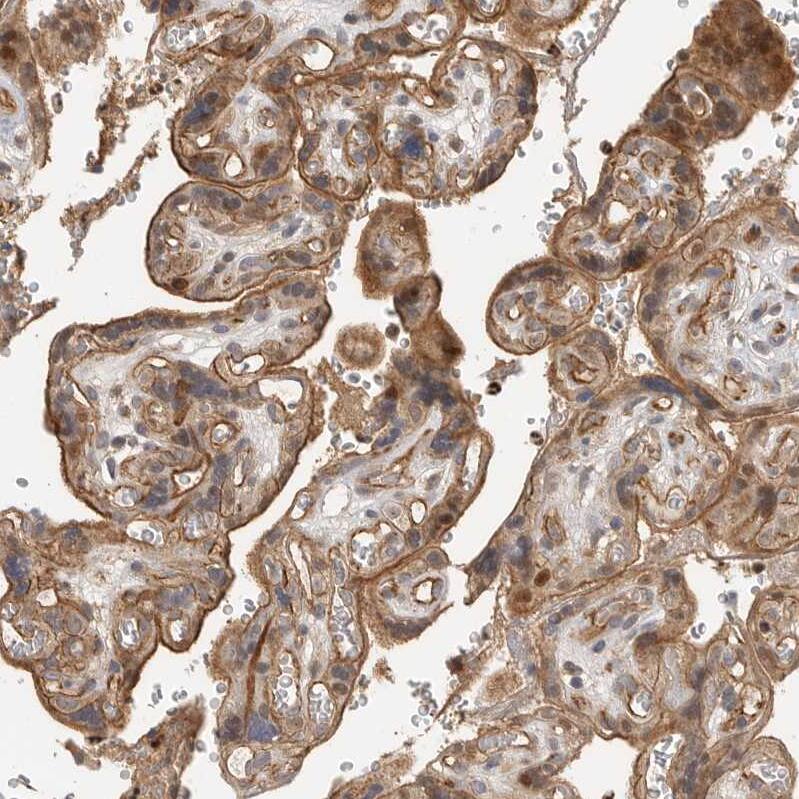 STRAP Antibody - BSA Free Immunohistochemistry-Paraffin: STRAP Antibody [NBP1-82796]