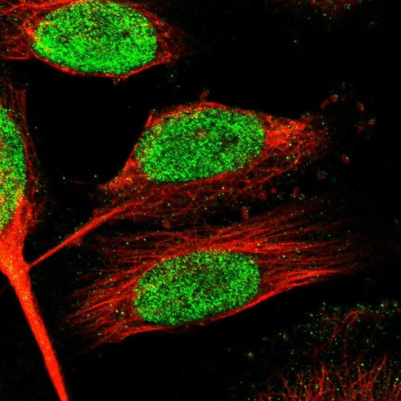 ZNF24 Antibody - BSA Free Immunocytochemistry/ Immunofluorescence: ZNF24 Antibody [NBP1-82866]