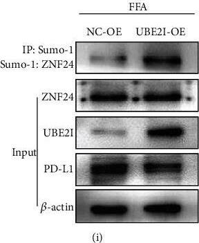 ZNF24 Antibody
