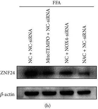 ZNF24 Antibody
