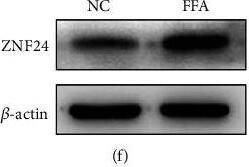 ZNF24 Antibody
