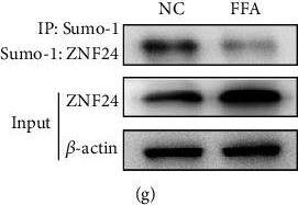 ZNF24 Antibody