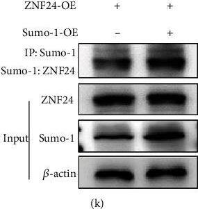 ZNF24 Antibody