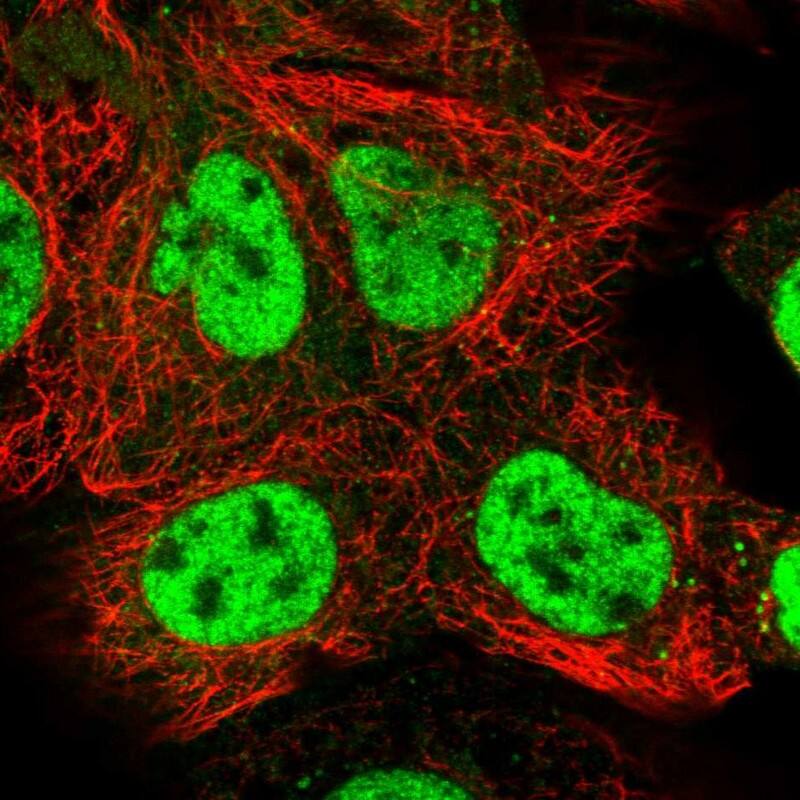 COBRA1 Antibody - BSA Free Immunocytochemistry/ Immunofluorescence: COBRA1 Antibody [NBP1-82924]