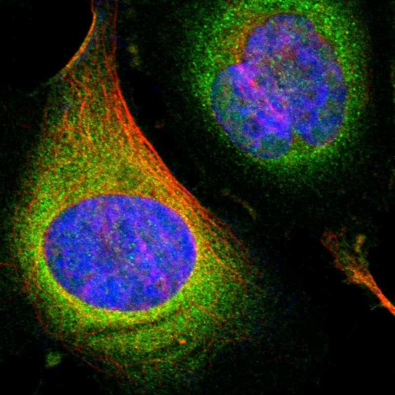 OXSR1 Antibody - BSA Free Immunocytochemistry/ Immunofluorescence: OXSR1 Antibody [NBP1-82929]