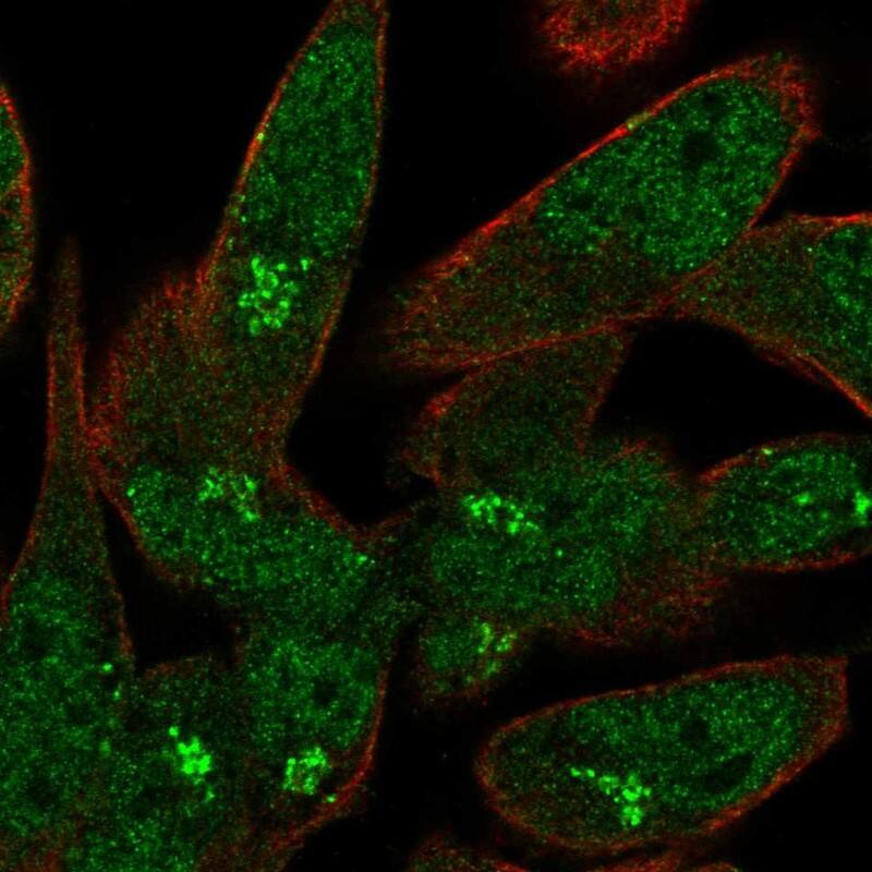 USP33 Antibody - BSA Free Immunocytochemistry/ Immunofluorescence: USP33 Antibody [NBP1-82931]