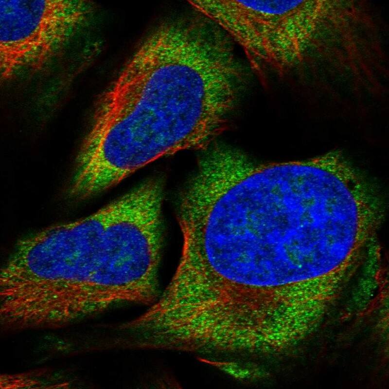 ZNF507 Antibody - BSA Free Immunocytochemistry/ Immunofluorescence: ZNF507 Antibody [NBP1-82932]