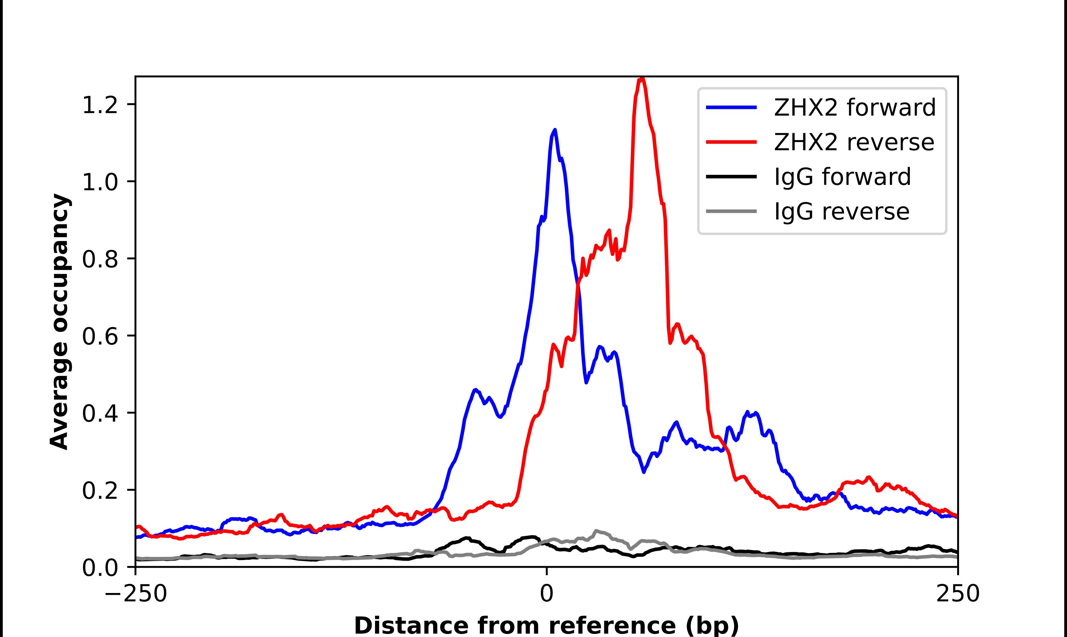 ZHX2 Antibody - BSA Free Chromatin Immunoprecipitation ChIP: ZHX2 Antibody - BSA Free