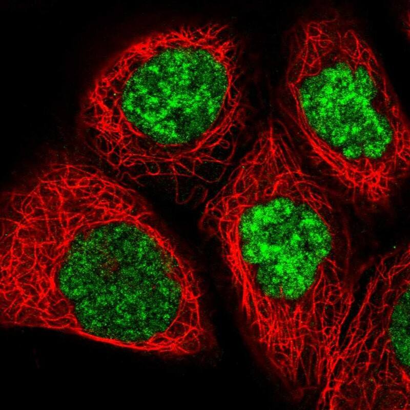 ZC3H11A Antibody - BSA Free Immunocytochemistry/ Immunofluorescence: ZC3H11A Antibody [NBP1-82974]