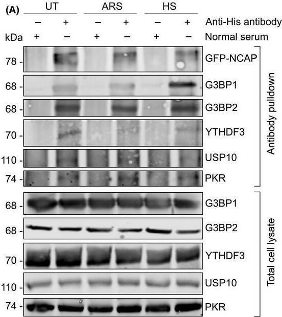 G3BP2 Antibody - BSA Free