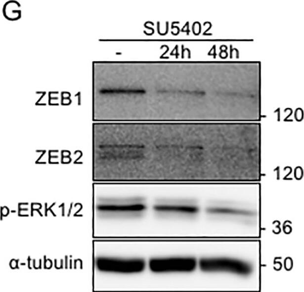 ZEB2 Antibody