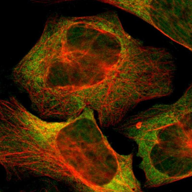 USP10 Antibody - BSA Free Immunocytochemistry/ Immunofluorescence: USP10 Antibody [NBP1-83029]