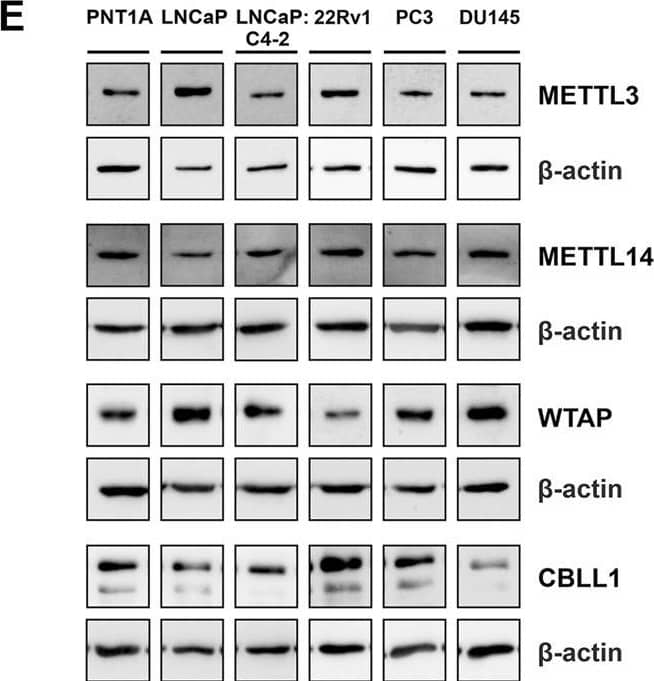 WTAP Antibody - BSA Free
