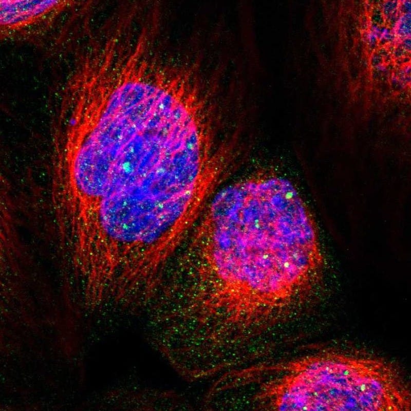PPWD1 Antibody - BSA Free Immunocytochemistry/ Immunofluorescence: PPWD1 Antibody [NBP1-83049]