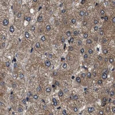 PPWD1 Antibody - BSA Free Immunohistochemistry-Paraffin: PPWD1 Antibody [NBP1-83050]