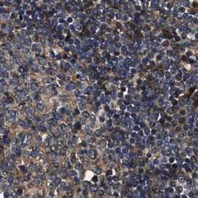 PPWD1 Antibody - BSA Free Immunohistochemistry-Paraffin: PPWD1 Antibody [NBP1-83050]