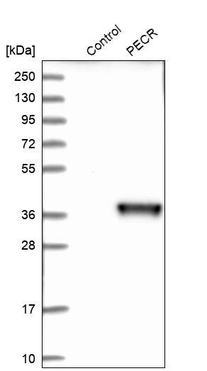 PECR Antibody - BSA Free Western Blot: PECR Antibody - BSA Free [NBP1-83199]