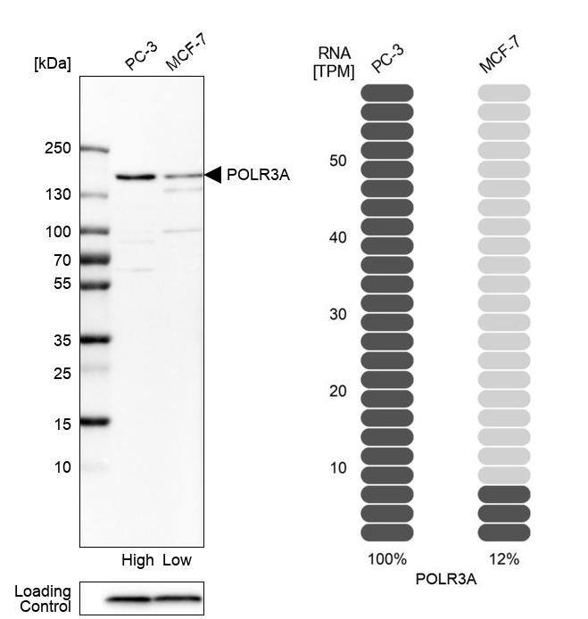 POLR3A Antibody - BSA Free Western Blot: POLR3A Antibody - BSA Free [NBP1-83204]