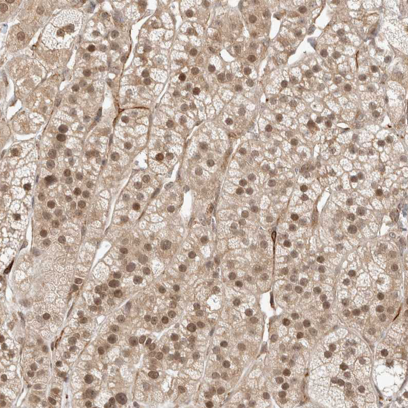 ZNF318 Antibody - BSA Free Immunohistochemistry-Paraffin: ZNF318 Antibody - BSA Free [NBP1-83208]