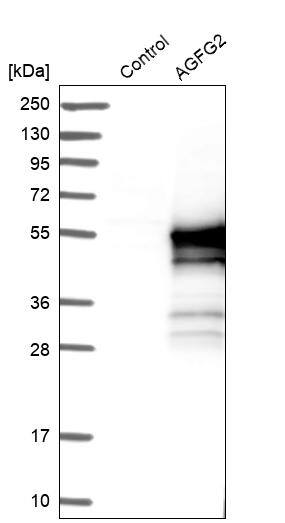 AGFG2 Antibody - BSA Free Western Blot: AGFG2 Antibody - BSA Free [NBP1-83213]