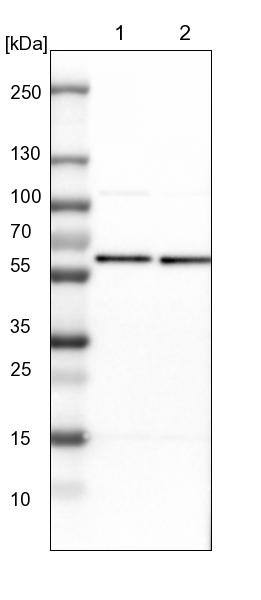 PRPF4 Antibody - BSA Free Western Blot: PRPF4 Antibody - BSA Free [NBP1-83218]