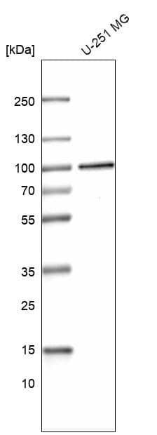 PRPF3 Antibody - BSA Free Western Blot: PRPF3 Antibody - BSA Free [NBP1-83219]